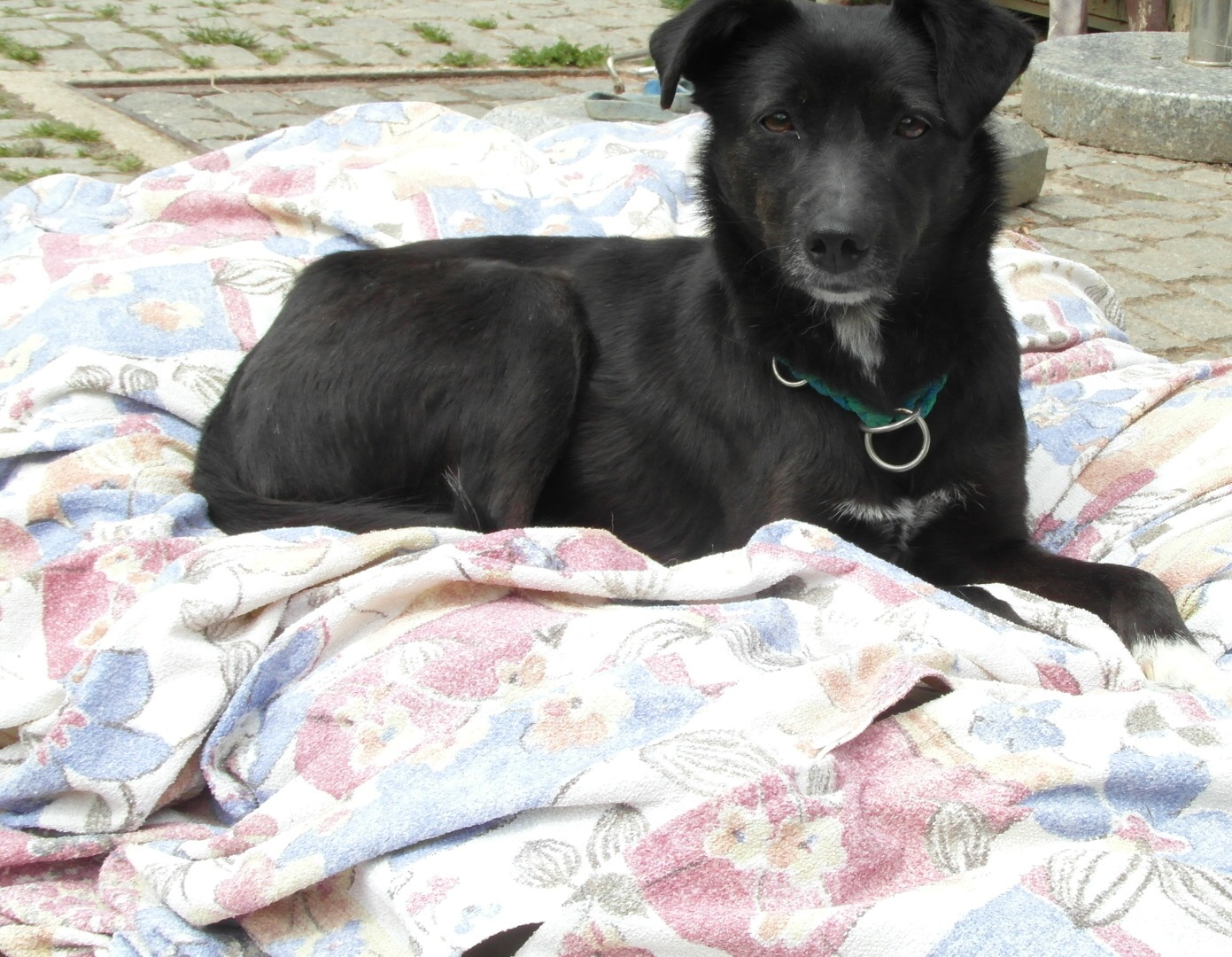 Coco5.JPG (1391 x 1080)